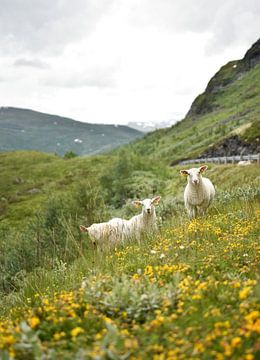 Curious sheep in Norway van Sem Verheij