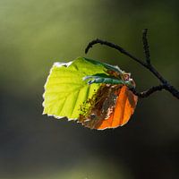 blaadje in de zon