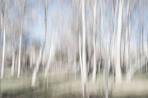 Birke in Bewegung im Herbst in einem Park | Iran von Photolovers reisfotografie