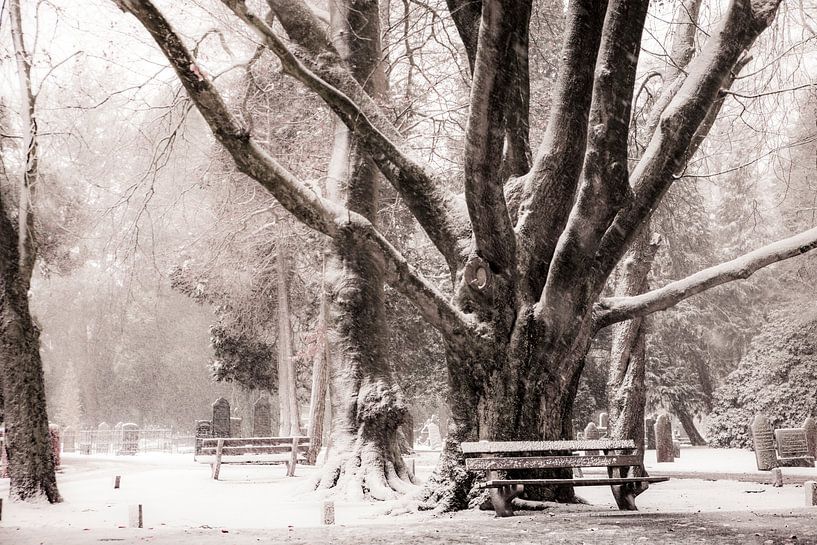 Grand arbre par Freddy Hoevers