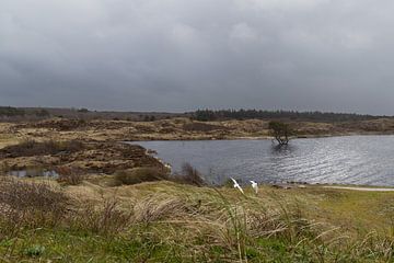 Natuurlandschap bij Ecomare aan De Koog op Texel van Captured Created by Cathleen