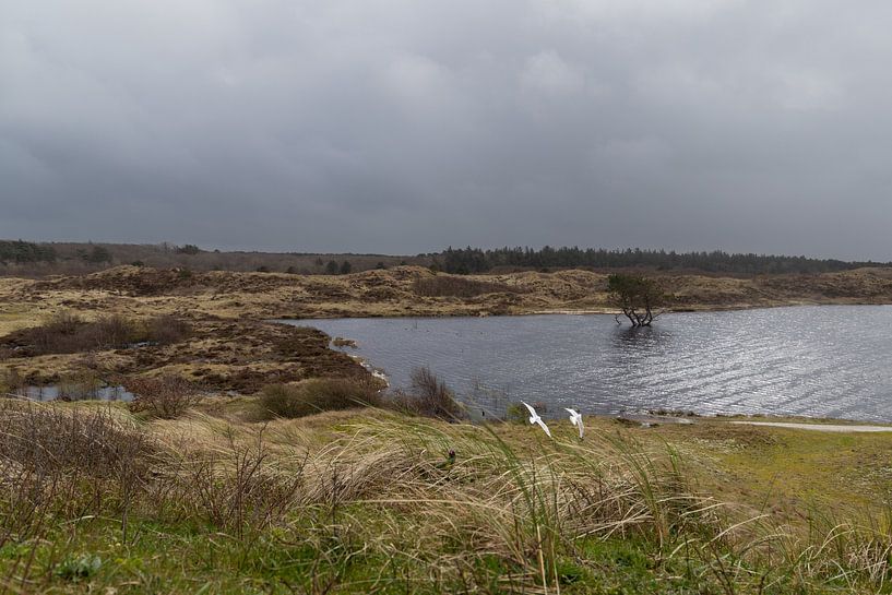 Nature landscape at Ecomare at De Koog on Texel by Captured Created by Cathleen