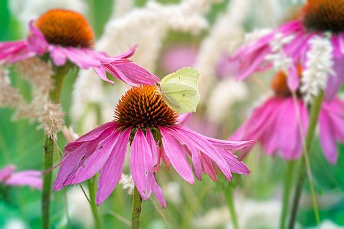Macro van een Citroenvlinder Vlinder