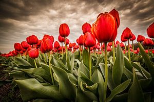 Tulpen - Rood van Edwin van Wijk