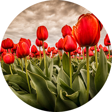 Tulpen - Rood van Edwin van Wijk