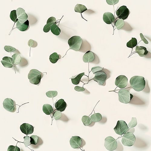 Eucalyptus takken