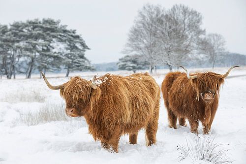 Scottish Highlanders - Une tranquillité intemporelle sur Coby Bergsma