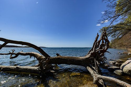 Baumstamm am Ufer in der Goor, Insel Vilm, Lauterbach auf Rügen