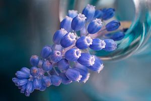 Blauwe druifjes in gekantelde vaas. van Saskia Schotanus