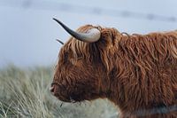Highland Beef Portret