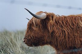 Hochland Rind Porträt von Fabian Elsing