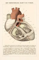 Anatomy. The human heart from the front.