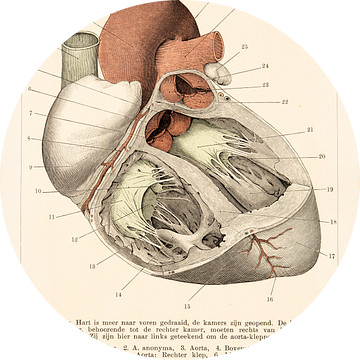 Anatomie. Het menselijk hart van voren. van Studio Wunderkammer