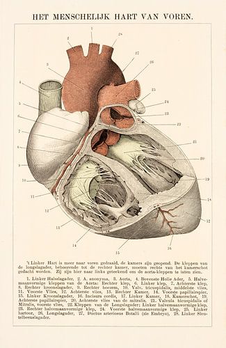 Anatomie. Het menselijk hart van voren.