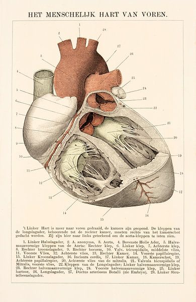 Anatomy. The human heart from the front. by Studio Wunderkammer