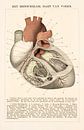 Anatomy. The human heart from the front. by Studio Wunderkammer thumbnail