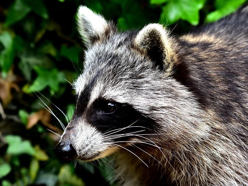 Knuffiger Waschbär van DeVerviers