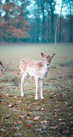 Hirsch duckt sich ein Emoji aus von Made By Jane