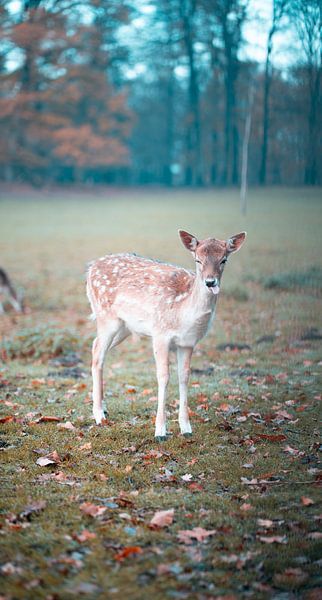 Un cerf s'esquive d'un emoji par Made By Jane