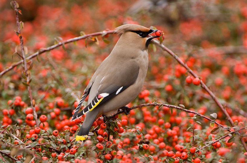Bully by Paul van Gaalen, natuurfotograaf