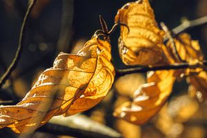 Transparante herfstgloed in het beukenbos