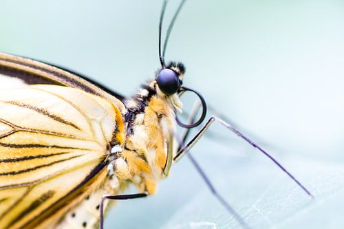 Rockstar butterfly