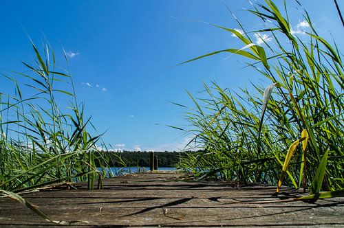 Steigertje met riet vanuit kikkerperspectief