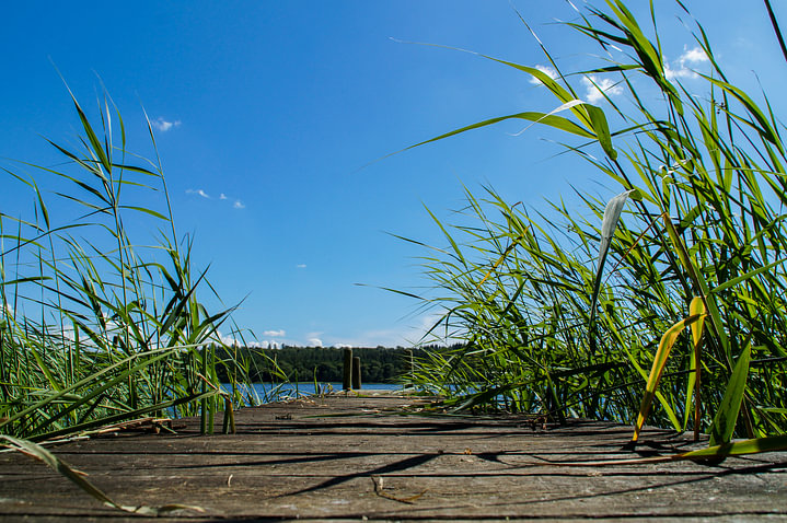 Steigertje met riet vanuit kikkerperspectief van <span class="secondary-font">Sandra van Kampen</span>