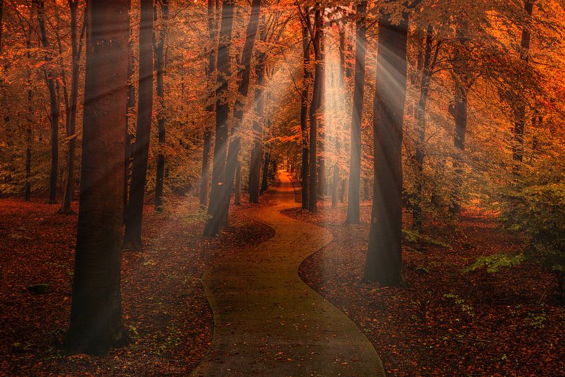 Kronkelpad by peterheinspictures