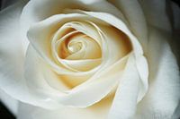 Gros plan sur une rose blanche