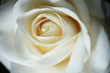 Close-up of a white rose