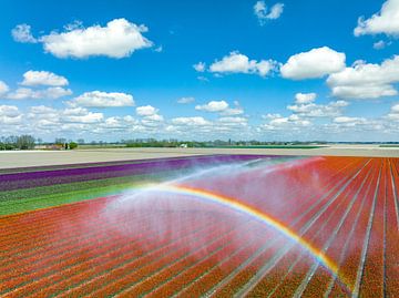 Tulips growing in a field sprayed by an agricultural sprinkler
