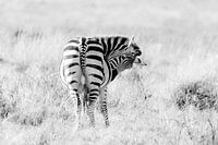 Zebra (zwanger)