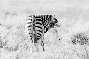 Zebra (zwanger) van Tom van de Water