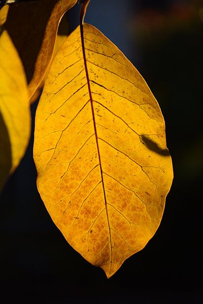 Magnolia leaf by Ingrid de Vos - Boom
