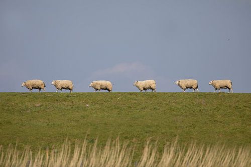 Schaap over de dam (3)