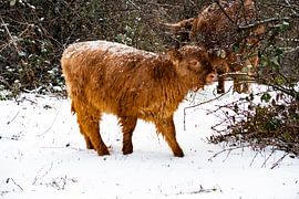 Scottish Highlander calf by Truckpowerr