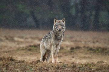 the wolf on the veluwe by Roy De vries
