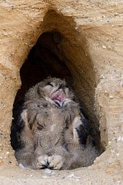 Uhu ( Bubo bubo ), Jungvogel sitzt im Eingnag seiner Bruthöhle, gähnt herzhaft, Tierkinder, lustiges von wunderbare Erde