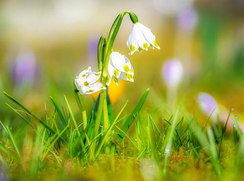Wilde voorjaarsbloemen in de lenteweide