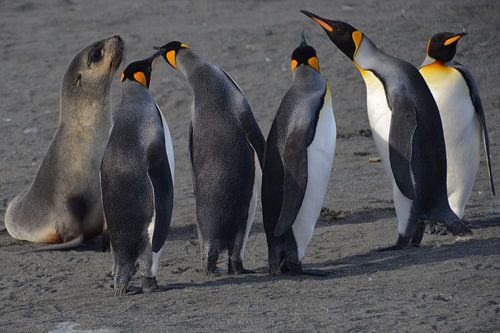 Jonge zeeleuw in gesprek met koningspinguins von Eric Veenboer
