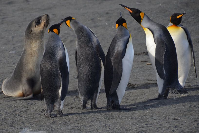 Jonge zeeleuw in gesprek met koningspinguins van Eric Veenboer