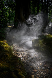The Breath of the Forest by Minimalistic Travel Photography by.Rieneke