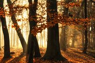 Warming Up (Nederlands herfstbos met zon en mist) van Kees van Dongen thumbnail