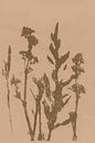 Pastel Botanicals. Printed Plant no. 3 by Dina Dankers thumbnail