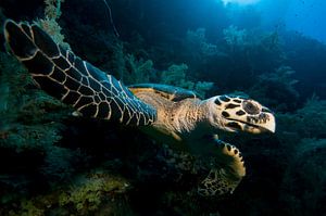 karet schildpad van Dray van Beeck