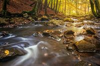 Autumn by the river