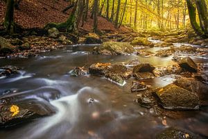Herfst aan de rivier