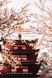 Chureito Pagoda in Japan shrouded in Sakura by Anouk Sassen