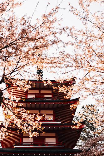 Chureito Pagoda in Japan gehuld in Sakura